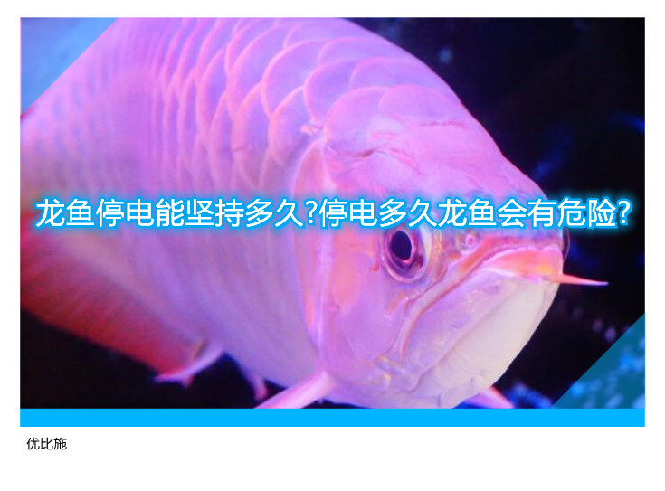 龙鱼停电能坚持多久?停电多久龙鱼会有危险?