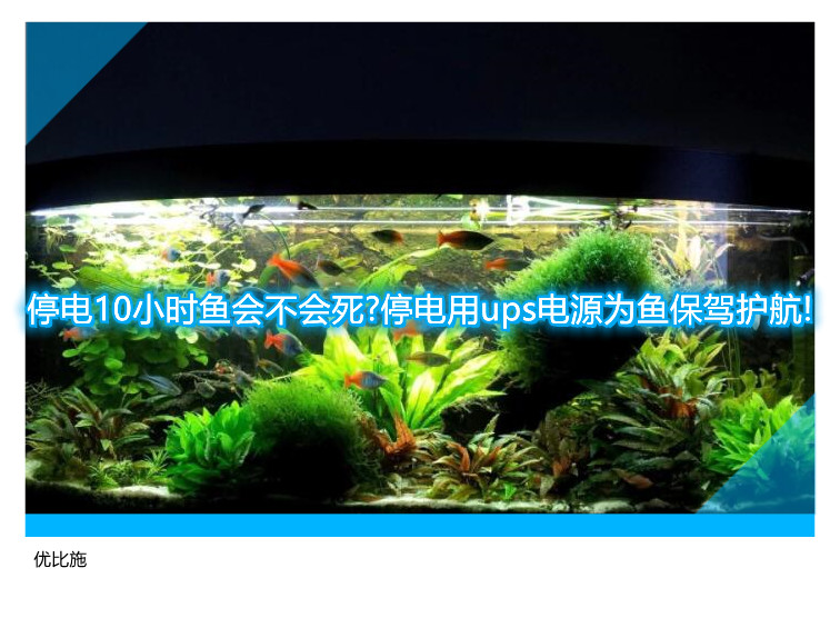 停电10小时鱼会不会死?停电用ups电源为鱼保驾护航!