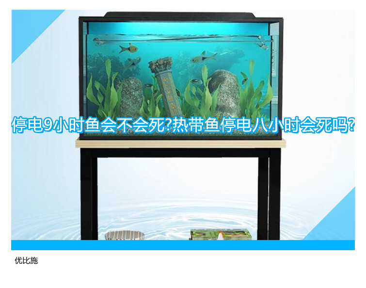 停电9小时鱼会不会死?热带鱼停电八小时会死吗?